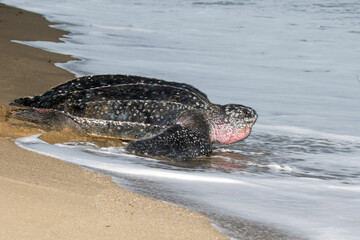 Leatherback sea turtle, Dermochelys coriacea