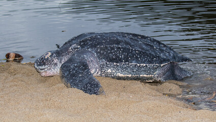 Leatherback sea turtle, Dermochelys coriacea