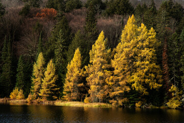 Tamarack trees in autumn landscape with lake