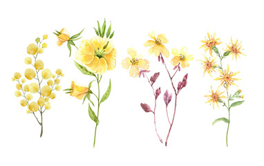 set of watercolor yellow wildflowers. hand painted on white background close-up