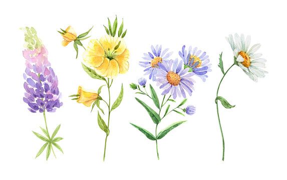 set of watercolor garden flowers chamomile, lupine. hand painted on white background close-up