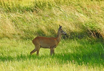 kozioł © Krzysztof