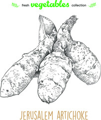 Jerusalem artichoke. Detailed line art. Freehand drawing. Vector vegetables. Fresh vegetables collection.