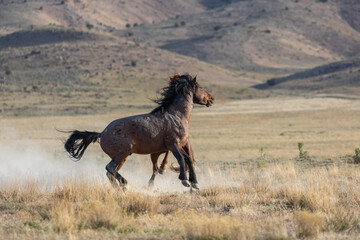 Fototapeta na wymiar Wild Horse Stallions Fighting in the Utah Desert