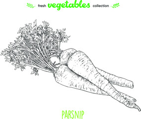 Parsnip. Detailed line art. Freehand drawing. Vector vegetables. Collection of fresh vegetables.