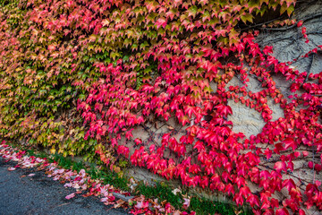 Herbstliches buntes Weinlaub an Fassade