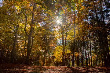 Herbstlicher Mischwald in den Vogesen im Herbst