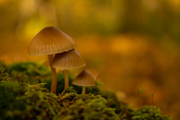 Mushroom stands in the forest