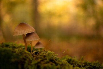 Mushroom stands in the forest