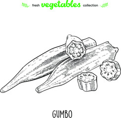 Abelmos is edible. Detailed line art. Freehand drawing. Vector vegetables. Collection of fresh vegetables. © Oleksandr Logkykh
