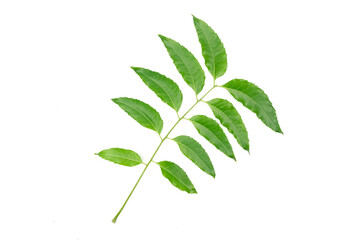 Medicinal neem leaf isolated on white background. Green leaf in South East Asia. Azadirachta indica var. siamensis valeton. Neem leaves are food and herbal medicine.