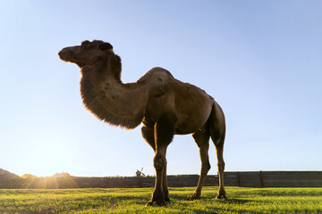 adult camel on summer sky background