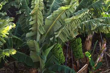 Fototapeta na wymiar Bananenplantage mit zwei Bananenstauden