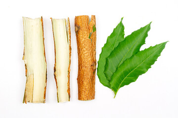 Tree bark of Medicinal Neem and leaf isolated on white background. Green leaf in South East Asia....