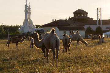 grazing camels in summer at sunset in Bolgar