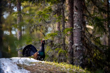 Western Capercaillie (Tetrao Urogallus) Wood Grouse at lek during the courting season