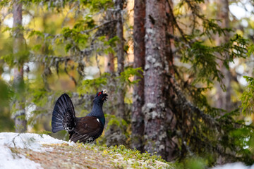Western Capercaillie (Tetrao Urogallus) Wood Grouse at lek during the courting season