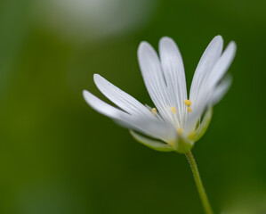 Stellaria holostea, the addersmeat or greater stitchwort, is a perennial herbaceous flowering plant in the carnation family Caryophyllaceae. Photo taken in Ravensdale forest park, Co Louth, Ireland.