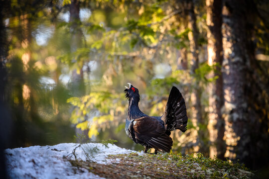 Western Capercaillie (Tetrao Urogallus) Wood Grouse at lek during the courting season