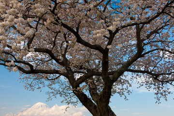 雁堤の桜と富士山