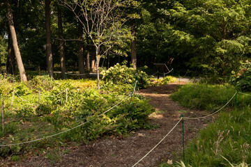 Empty Nature Trail on Randalls and Wards Islands with Green Plants and Trees during Summer in New York City