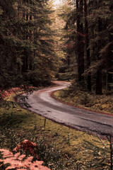 Obraz premium road in autumn forest