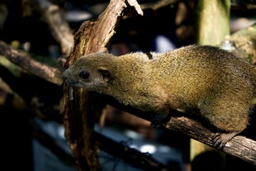 Close up a cute squirrel in Japan.