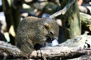 Eating squirrel in the park.