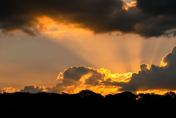 Fototapeta premium Sunset Silhouetted in the Trees