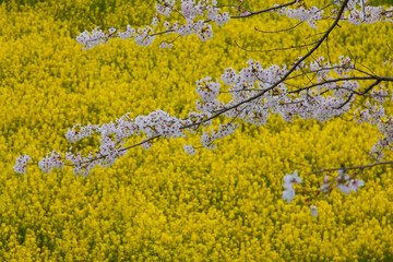 菜の花と桜