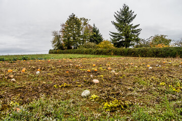 Obraz premium Reife Speisekürbisse auf einem Feld im Herbst