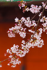 寺院と桜
