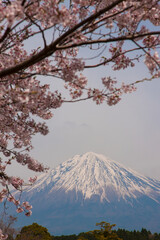 桜と富士山