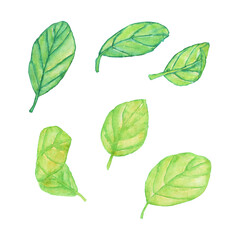 Set of green leaves of poplar or lilac tree isolated on white background. Watercolor hand drawn illustration. Foliage for design, print, pattern, card, decoration.