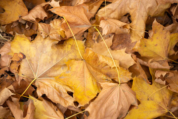 Colorful background of autumn maple tree leaves. Maple leaves autumn background.