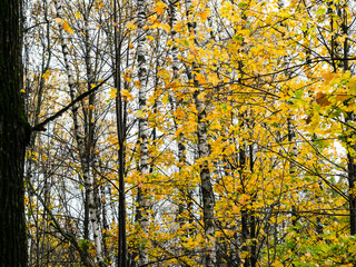 Fototapeta premium colorful maple leaves and birch trees on background in forest on rainy autumn day