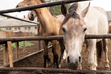 white and brown horses at the Ichalkovsky stud farm