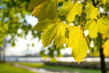 Blurred background with autumn foliage in the foreground
