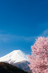 河口湖の桜と富士山
