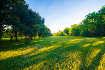 Green meadow tree city public park with sunset sky cloud