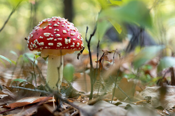 Fly agaric or Amanita muscaria. A toxic inedible mushroom in forest nature