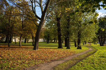 Autumn park with trees paths and fallen leaves