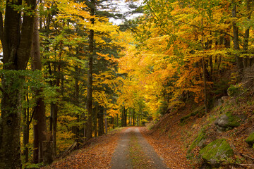 Herbstlicher Mischwald in den Vogesen im Herbst