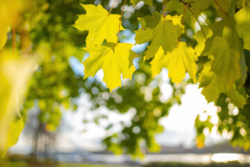 green and yellow leaves background