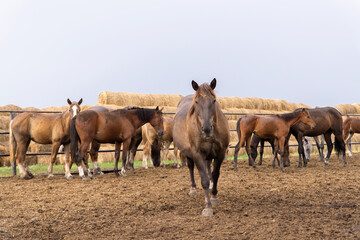 a herd of brown horses at the Ichalkovsky stud farm
