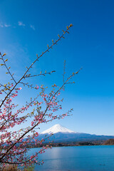 河口湖の桜と富士山