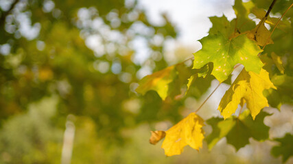 green and yellow leaves background