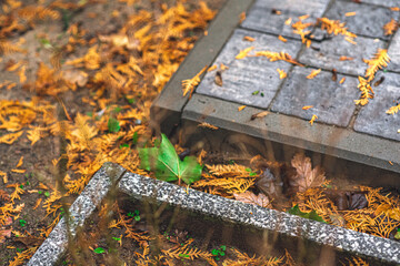 autumn leaves on the sidewalk