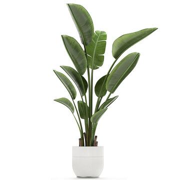 Tropical Plants Strelitzia In A Pot On A White Background	
