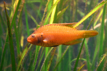 水中の水草の間を泳ぐ美しいオハグロベラ